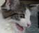 nya.jpg